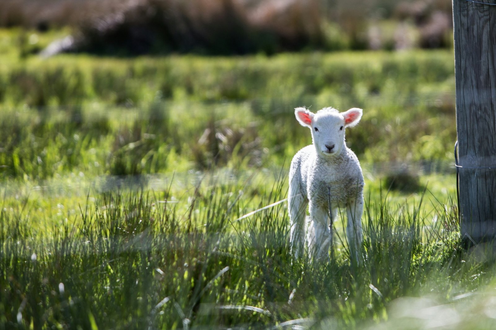 Dolly: The First Sheep Cloning Experiment and Its Results